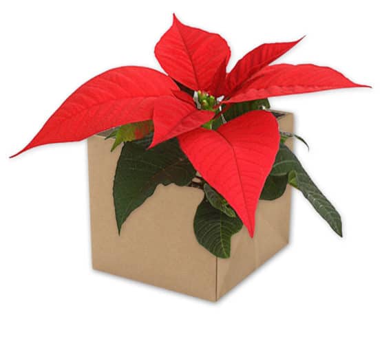 Flowerpot natur, braun, 105x105x105 mm - geschenkboxen, geschenkverpackung